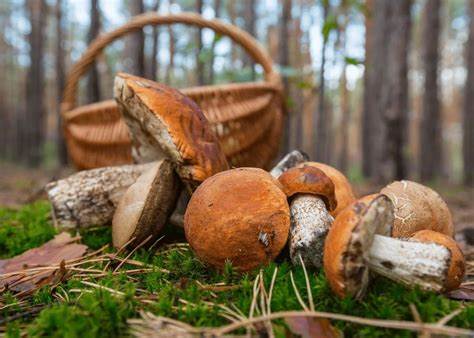 È iniziata la stagione della raccolta dei funghi nei Comuni Montani dell’Appennino Pistoiese. 